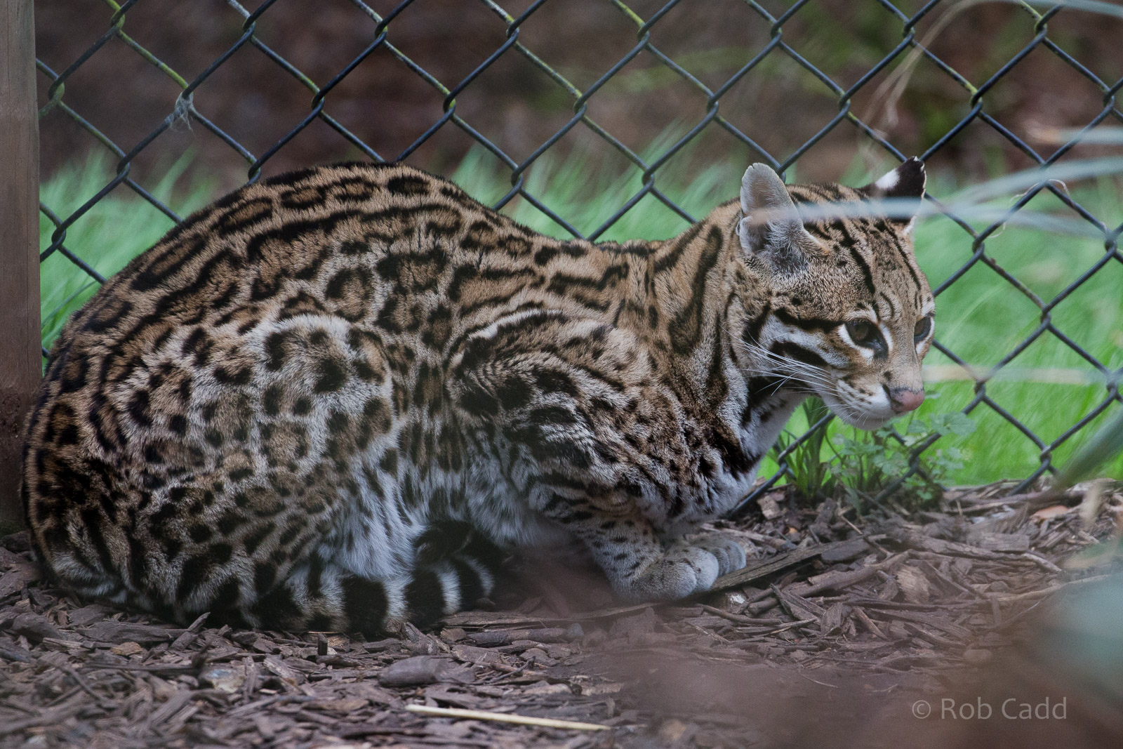 Ocelot : Howletts : 30 Mar 2015