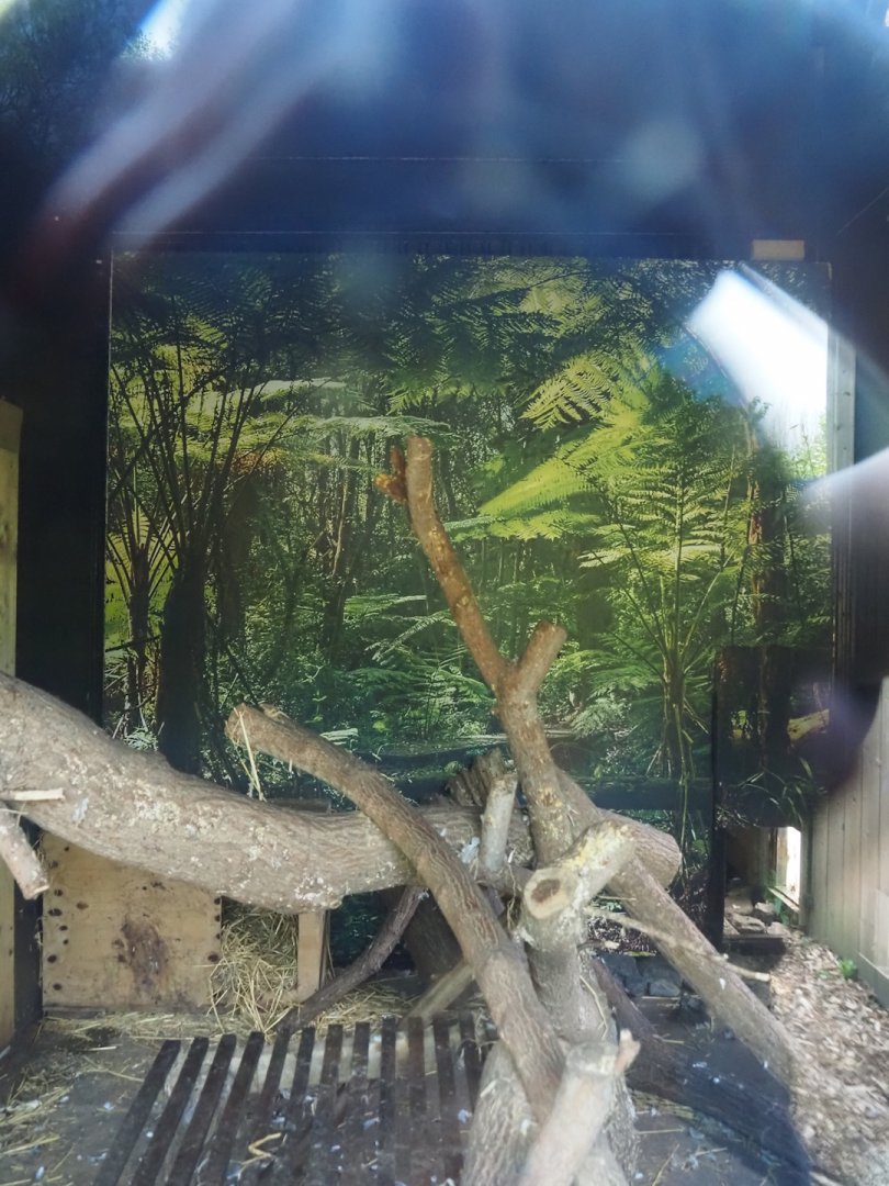 Ocelot indoor exhibit, 2024-05-11