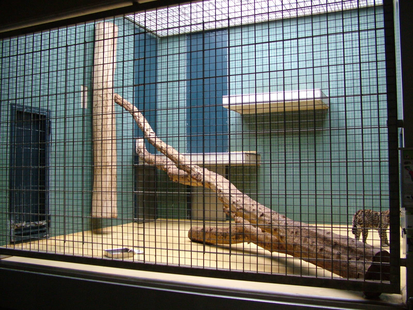 Ocelot Indoor Exhibit at Berlin Zoo, 31/08/11