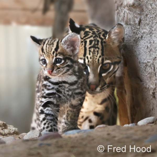 ocelot kitten and mother