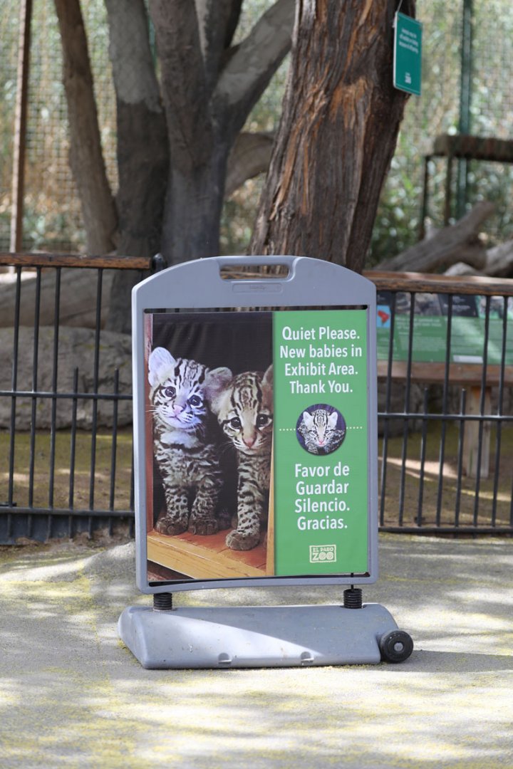 ocelot kitten sign
