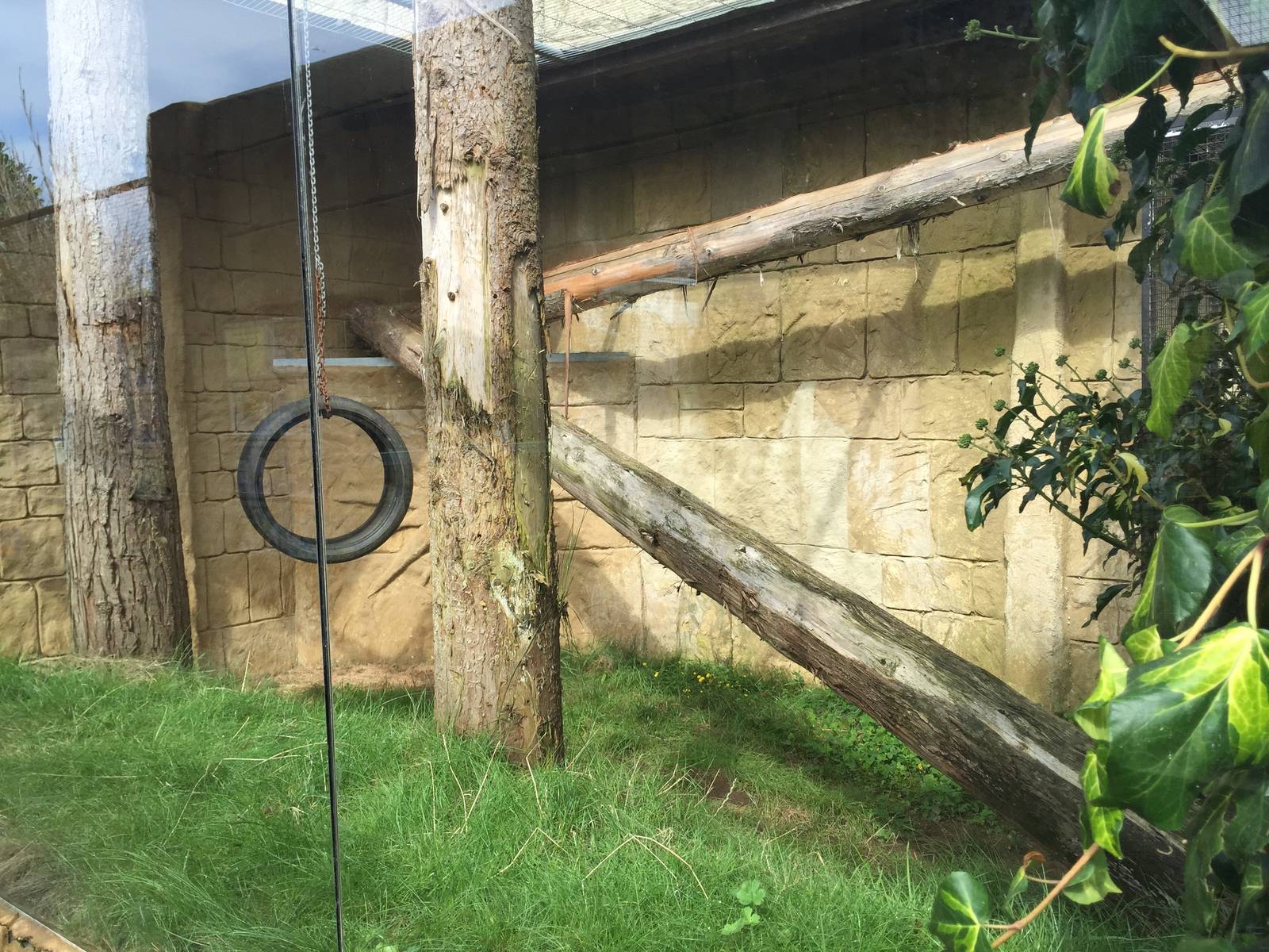 Ocelot left side - 30/08/15