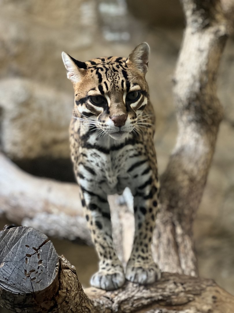 Ocelot (Leopardus pardalis) 1