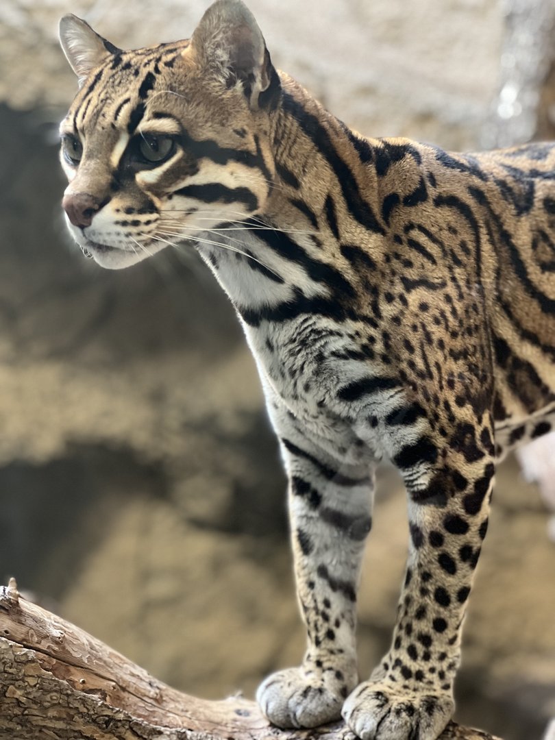 Ocelot (Leopardus pardalis) 2