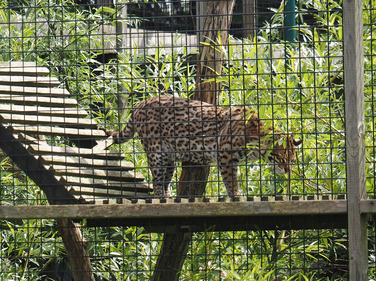 Ocelot (Leopardus pardalis), 2024-05-11