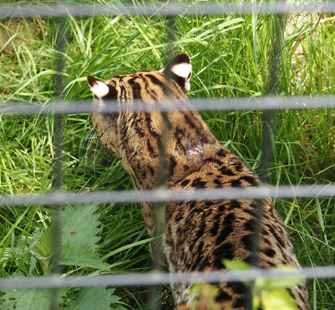 Ocelot (Leopardus pardalis), 2024-05-11