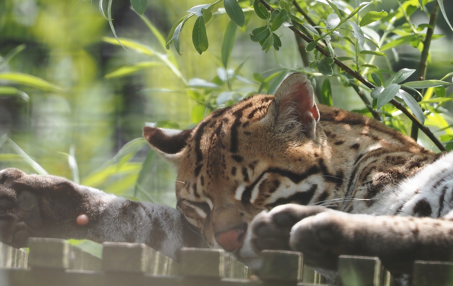 Ocelot (Leopardus pardalis), 2024-05-11