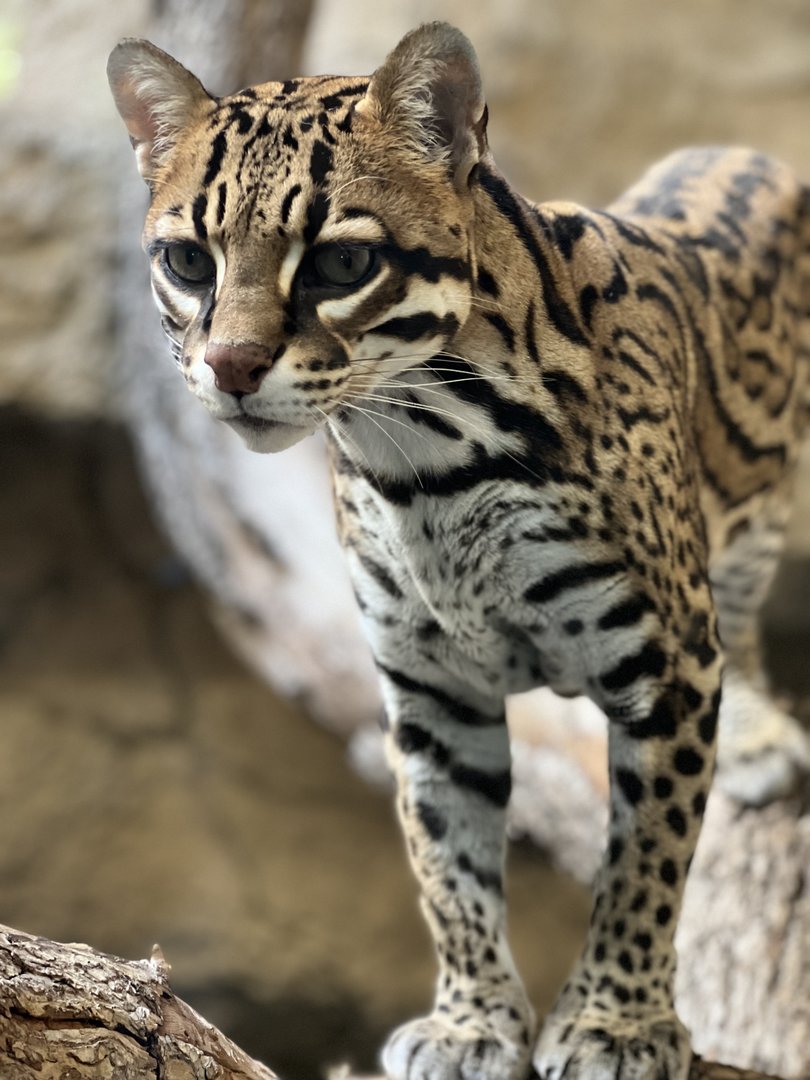 Ocelot (Leopardus pardalis) 3