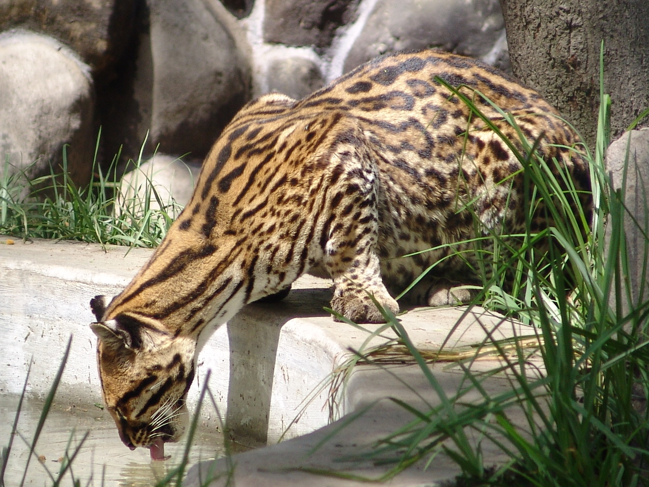 Ocelot (Leopardus pardalis) drinking