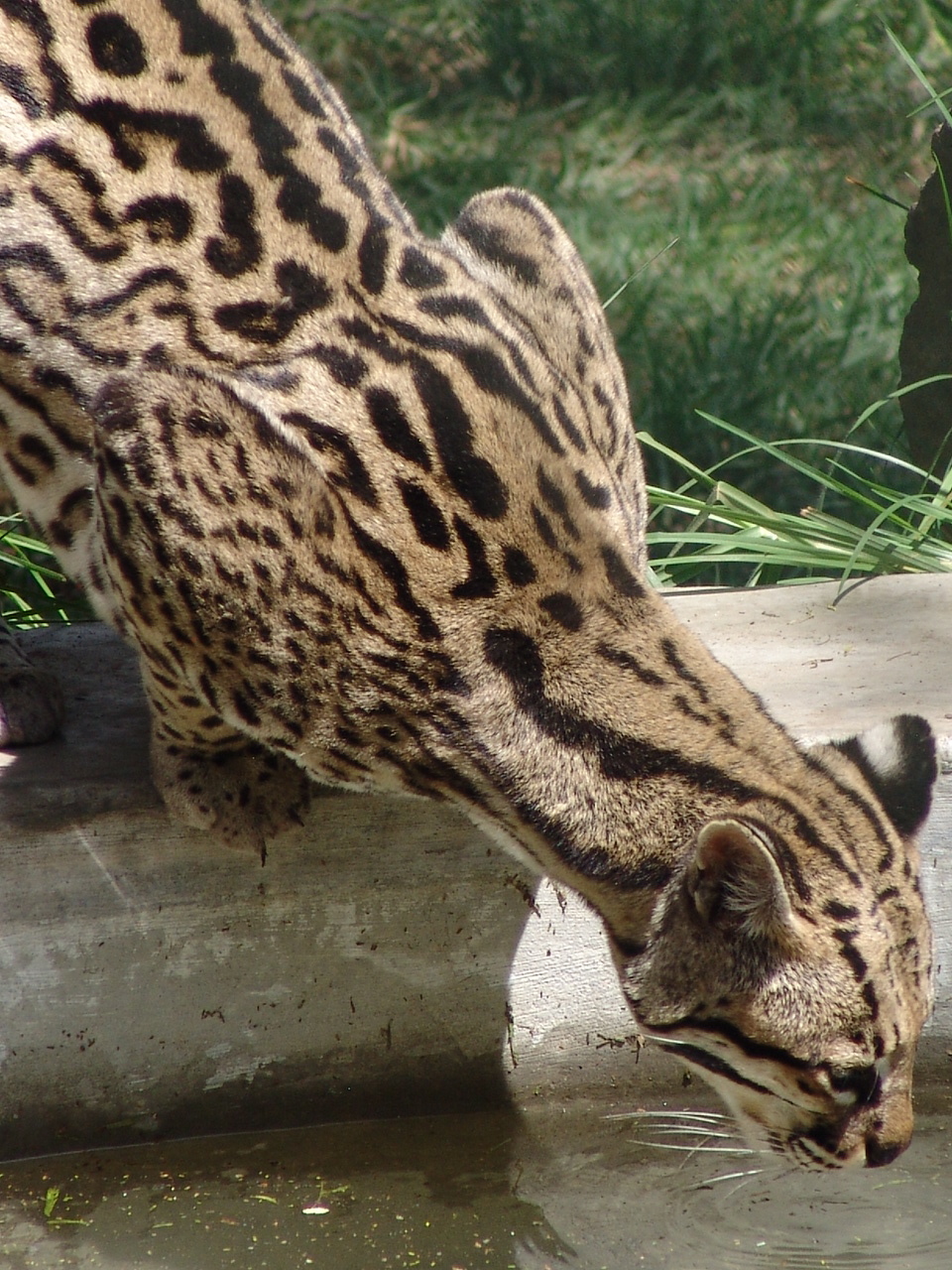 Ocelot (Leopardus pardalis) drinking