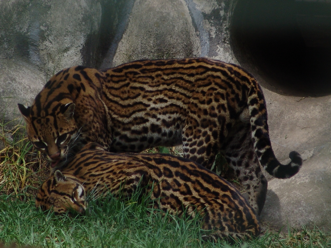 Ocelot (Leopardus pardalis) grooming each other