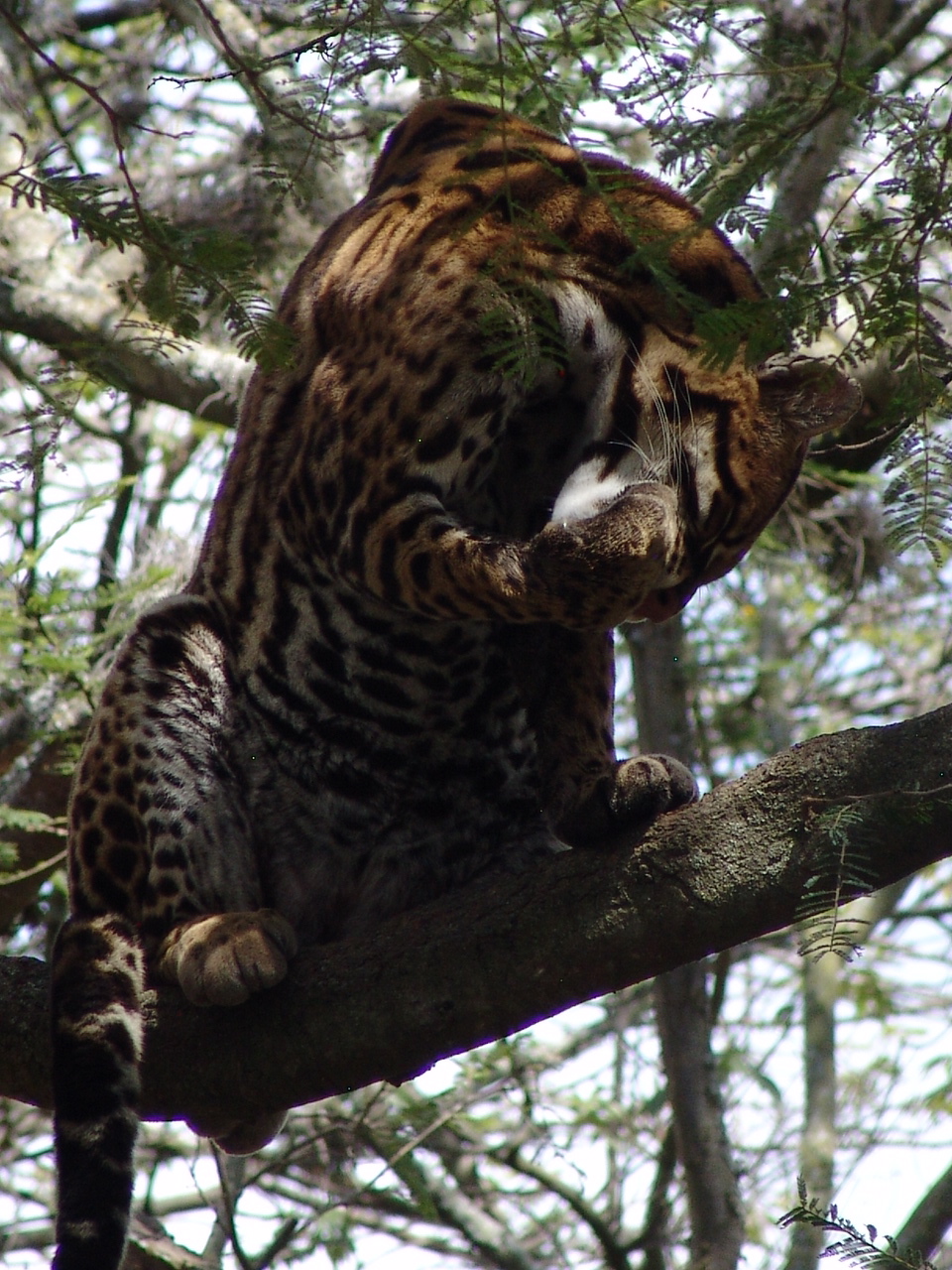 Ocelot (Leopardus pardalis) grooming