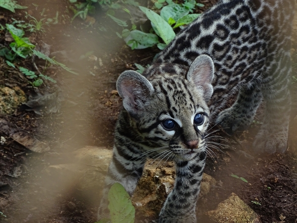 Ocelot (Leopardus pardalis) kitten