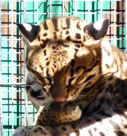 Ocelot (Leopardus pardalis) licking pad