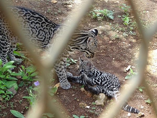 Ocelot (Leopardus pardalis) with kitten