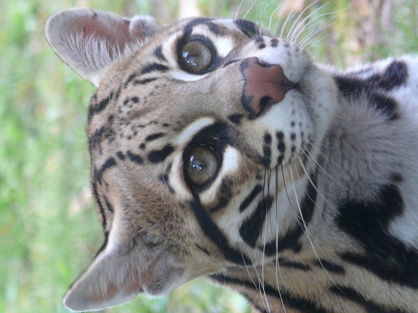 Ocelot (Leopardus pardalis)