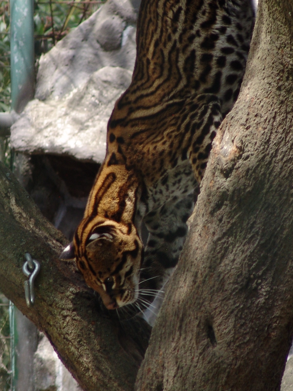 Ocelot (Leopardus pardalis)