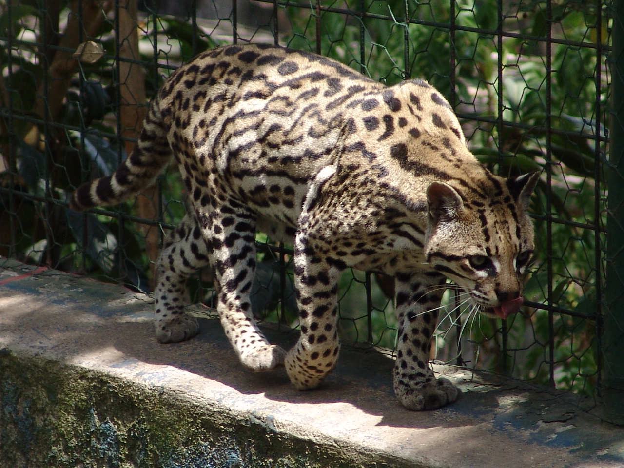 Ocelot (Leopardus pardalis)