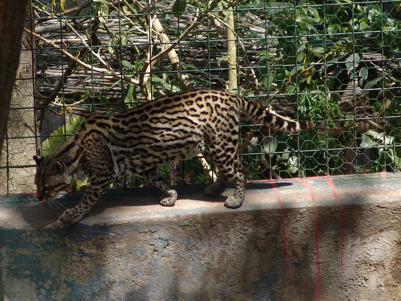 Ocelot (Leopardus pardalis)