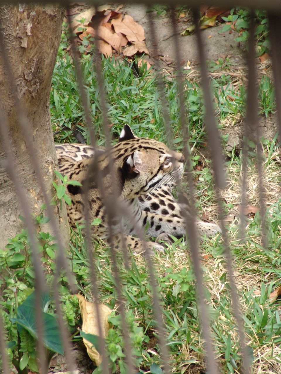 Ocelot (Leopardus pardalis)