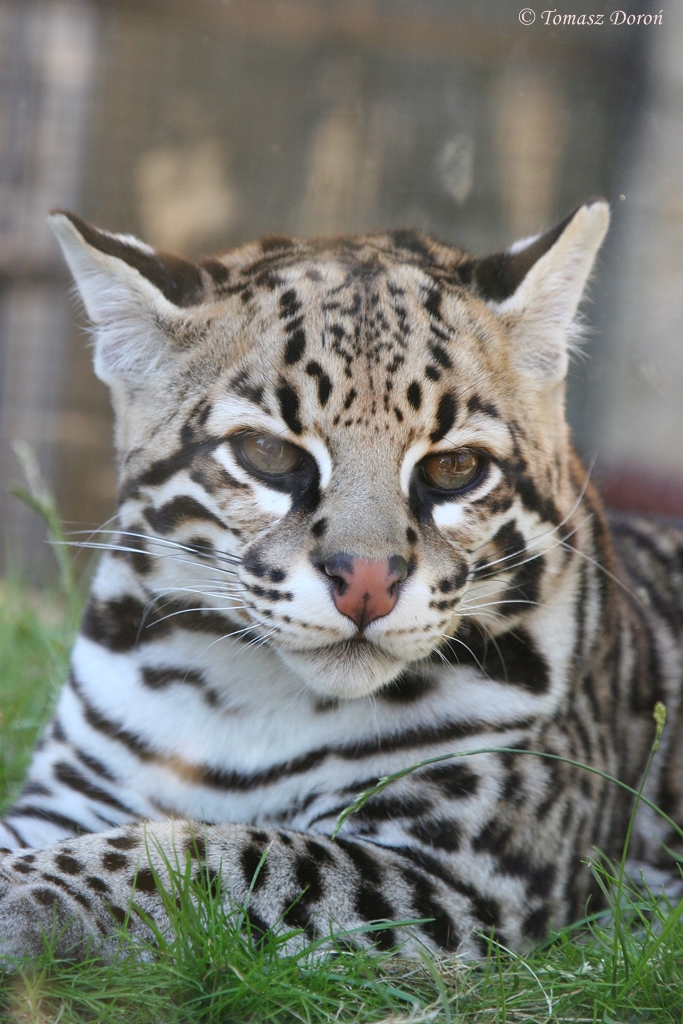 Ocelot (Leopardus pardalis)