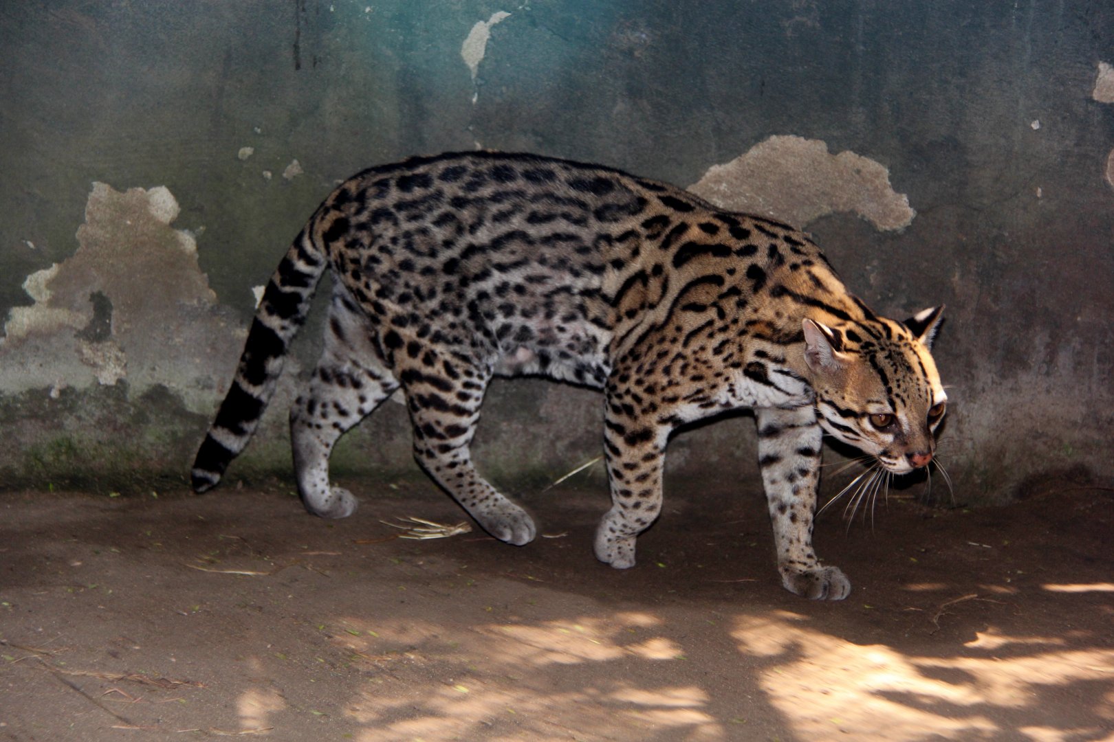 ocelot (Leopardus pardalis)