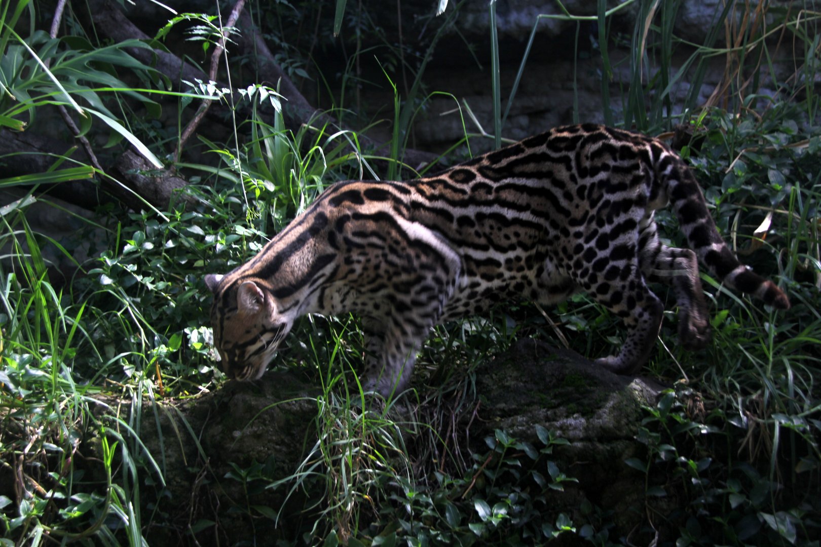 ocelot (Leopardus pardalis)