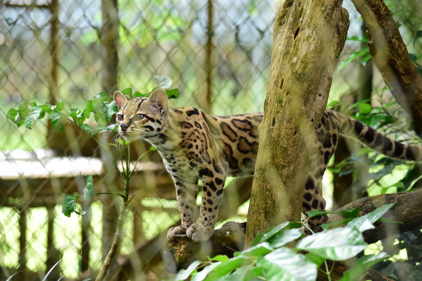 Ocelot (Leopardus pardalis)