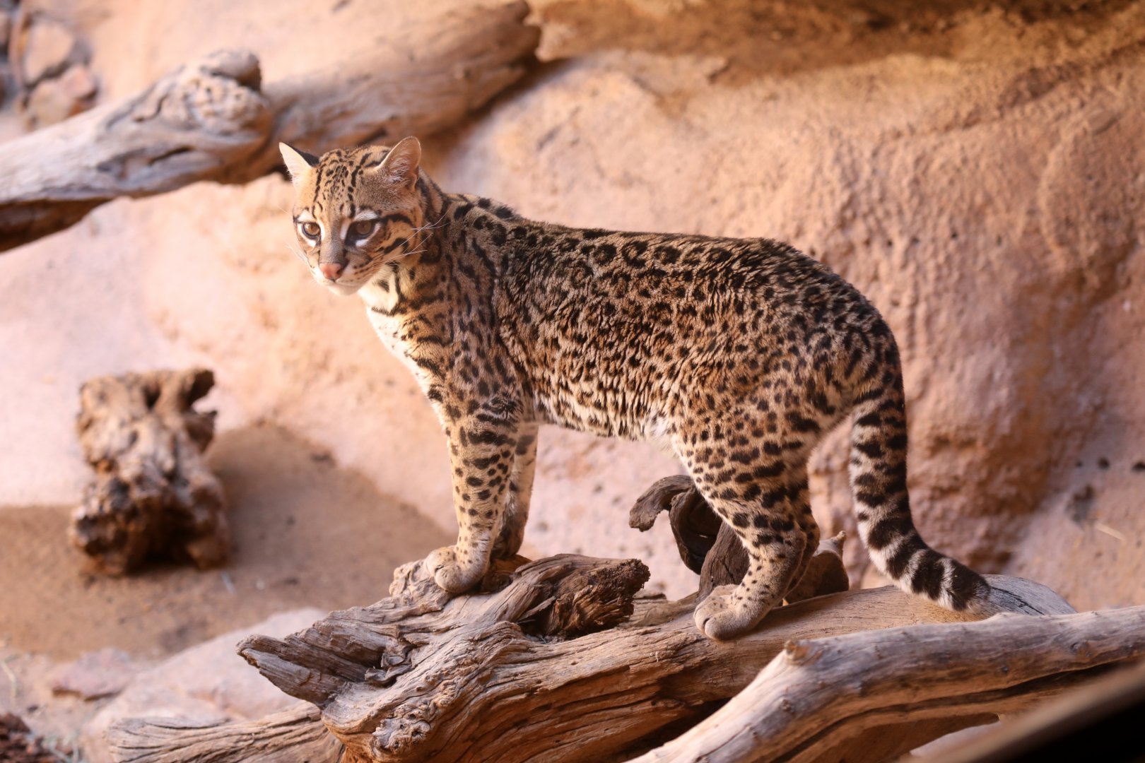 ocelot (Leopardus pardalis)