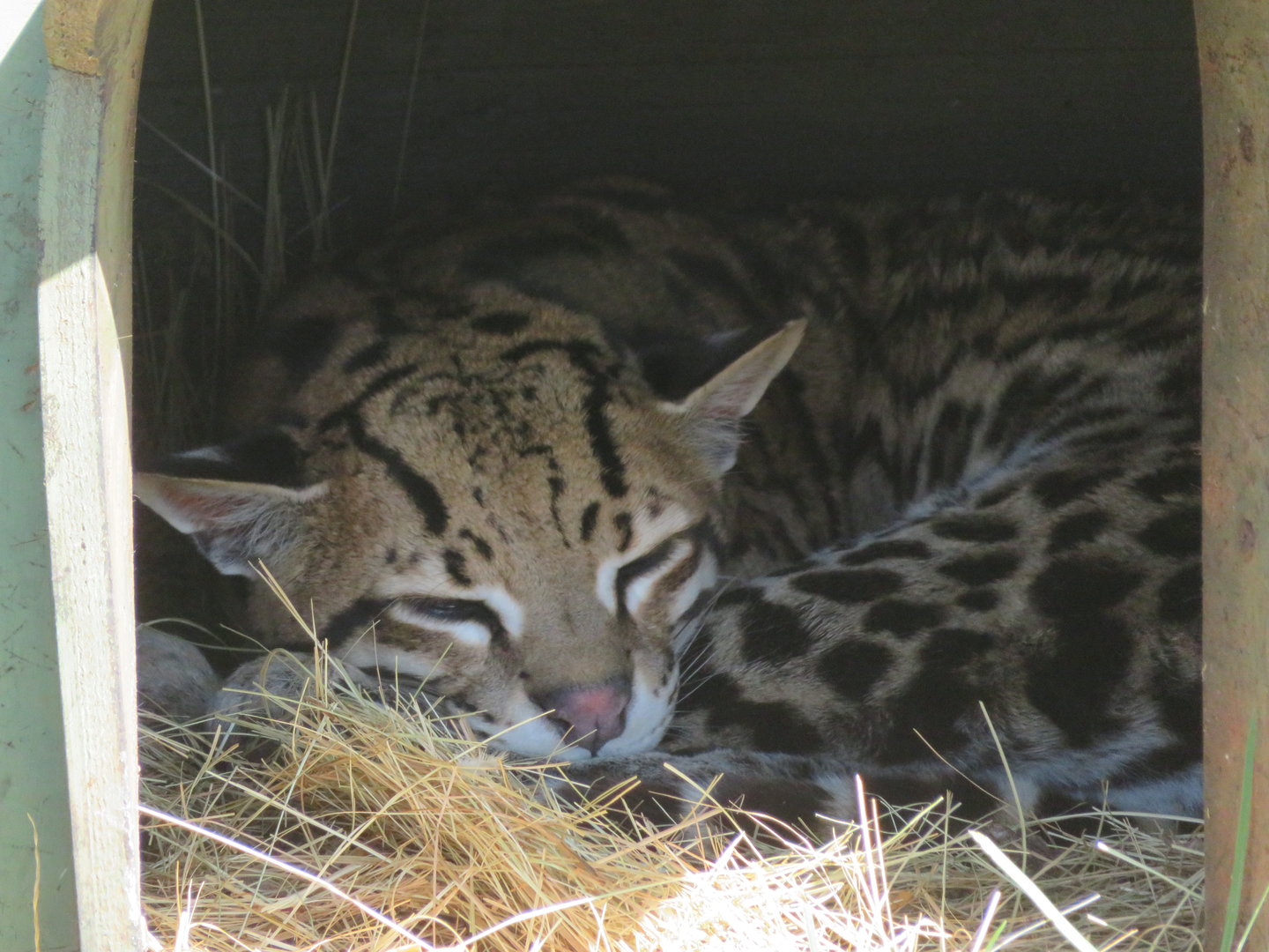 Ocelot (Leopardus pardalis)