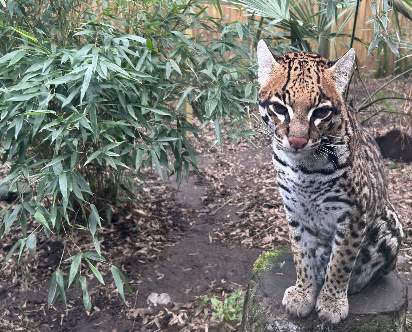 Ocelot (Leopardus pardalis)