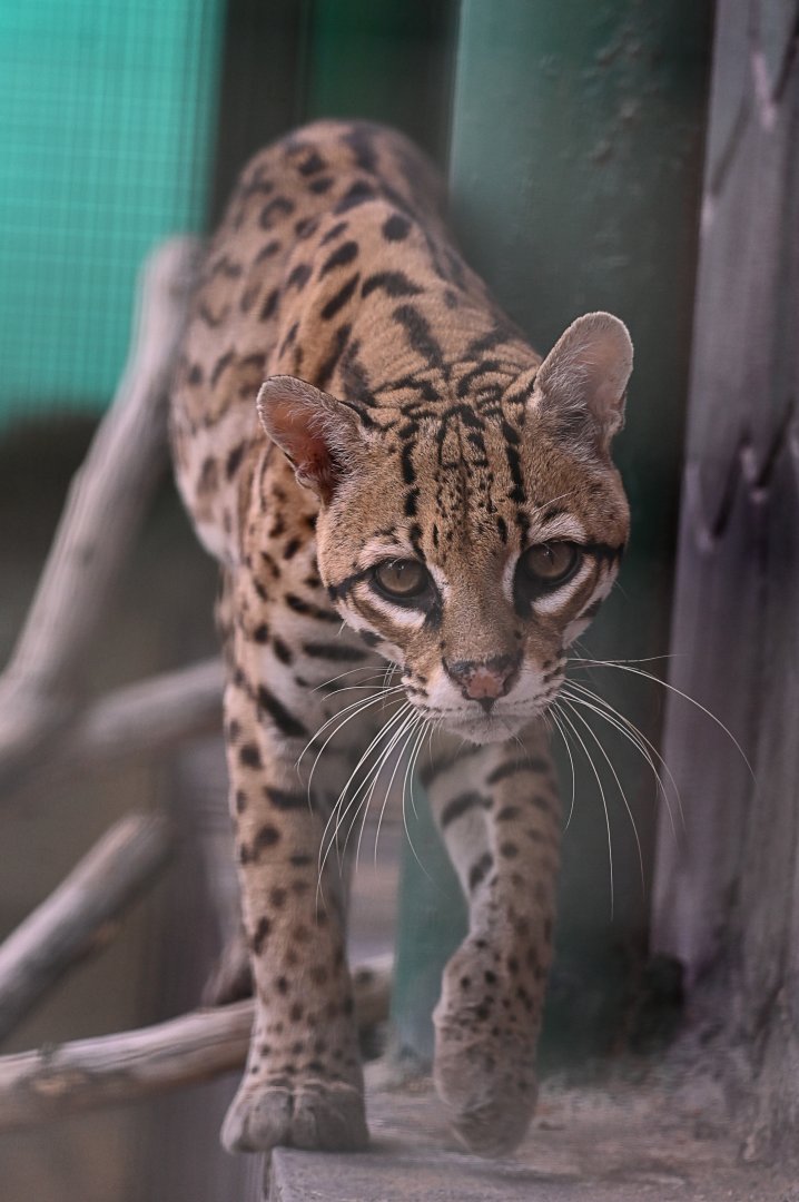 Ocelot（Leopardus pardalis）