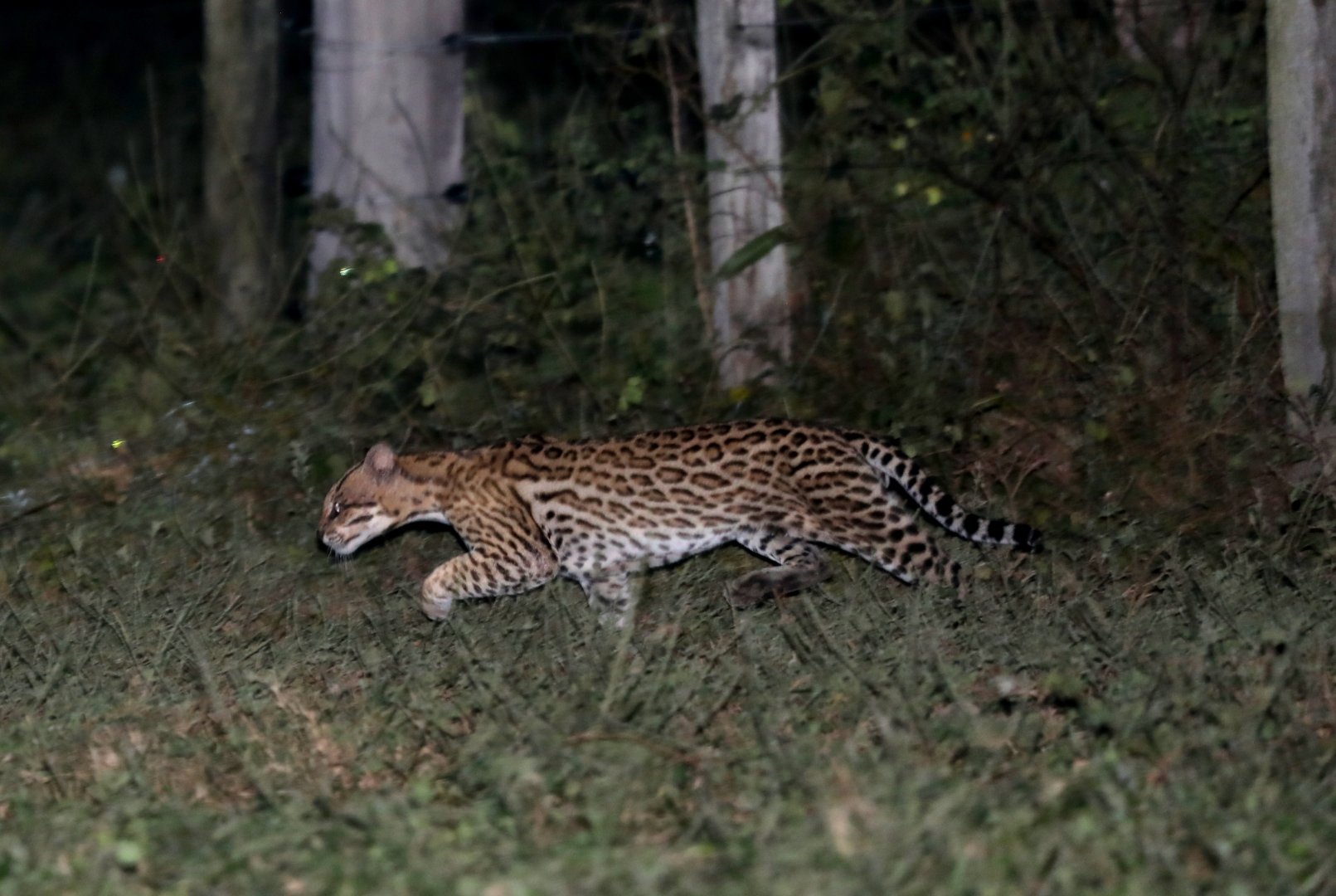 ocelot (Leopardus pardalis)