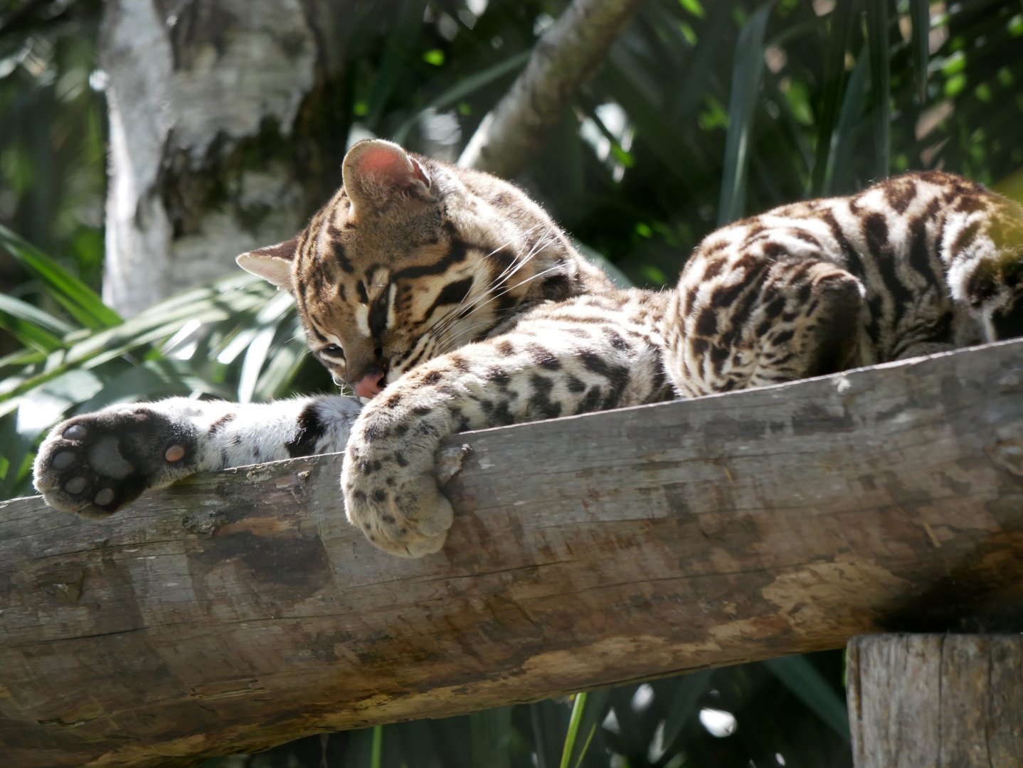 Ocelot (Leopardus pardalis)