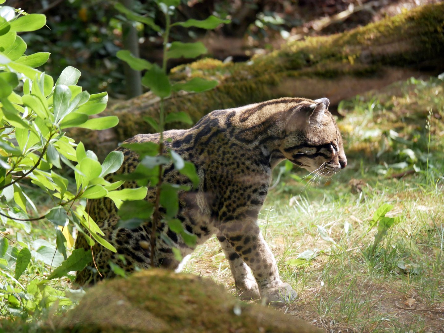 Ocelot (Leopardus pardalis)