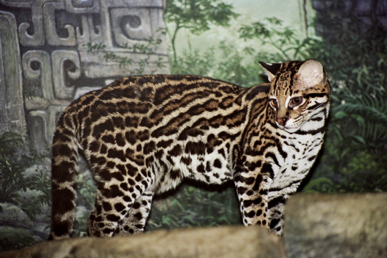 ocelot (Leopardus pardalis)