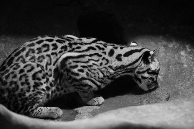 ocelot licking water in den