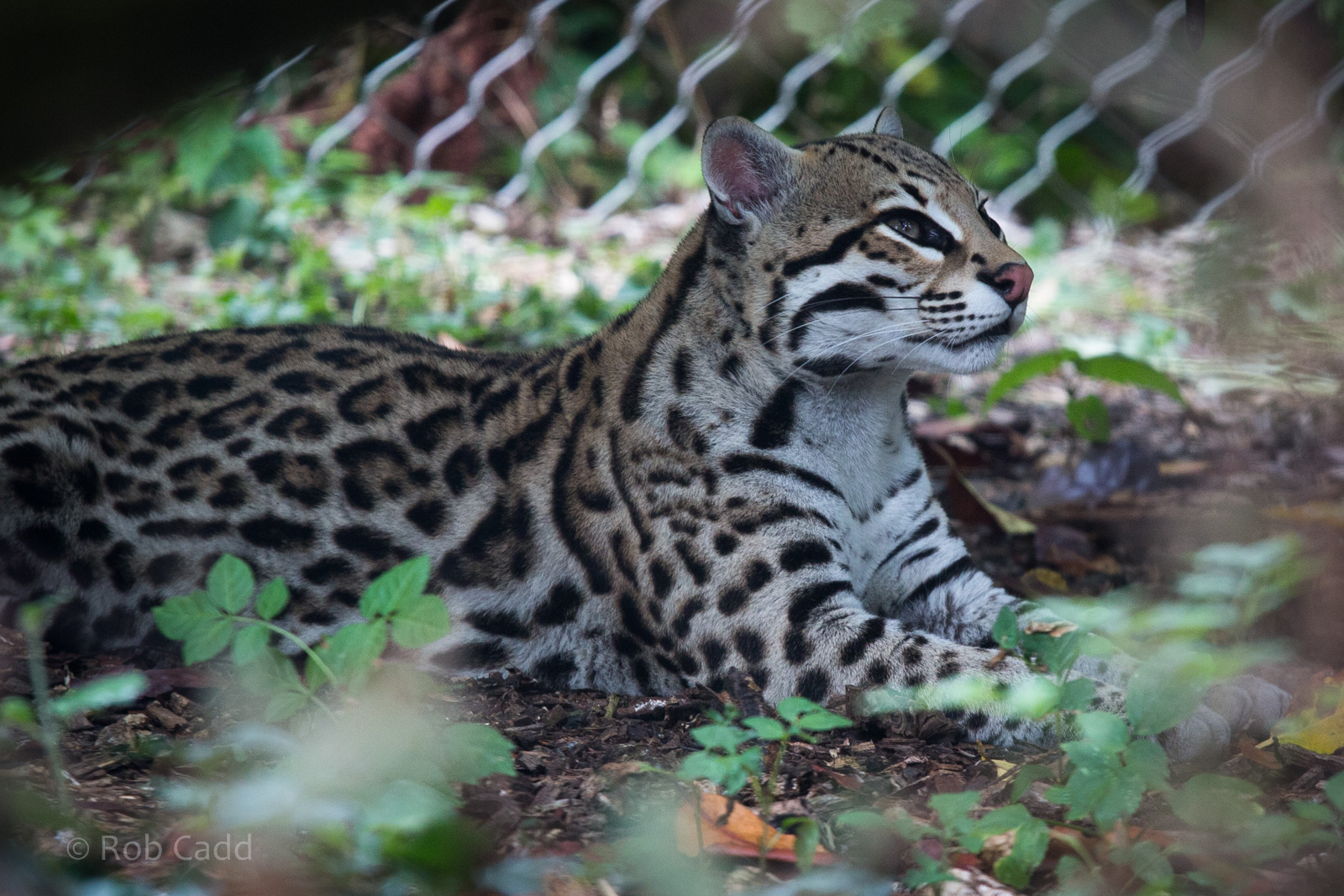 Ocelot : Marwell : 08 Aug 2014