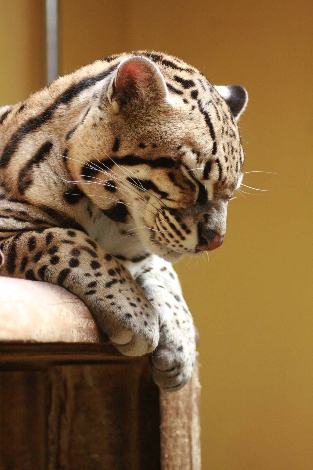 Ocelot, Marwell Wildlife