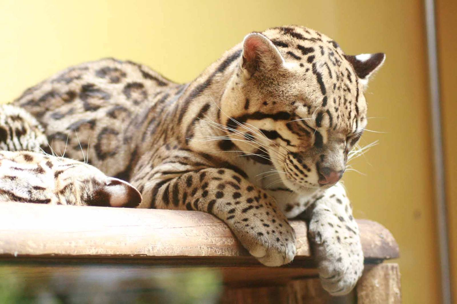 Ocelot, Marwell Wildlife