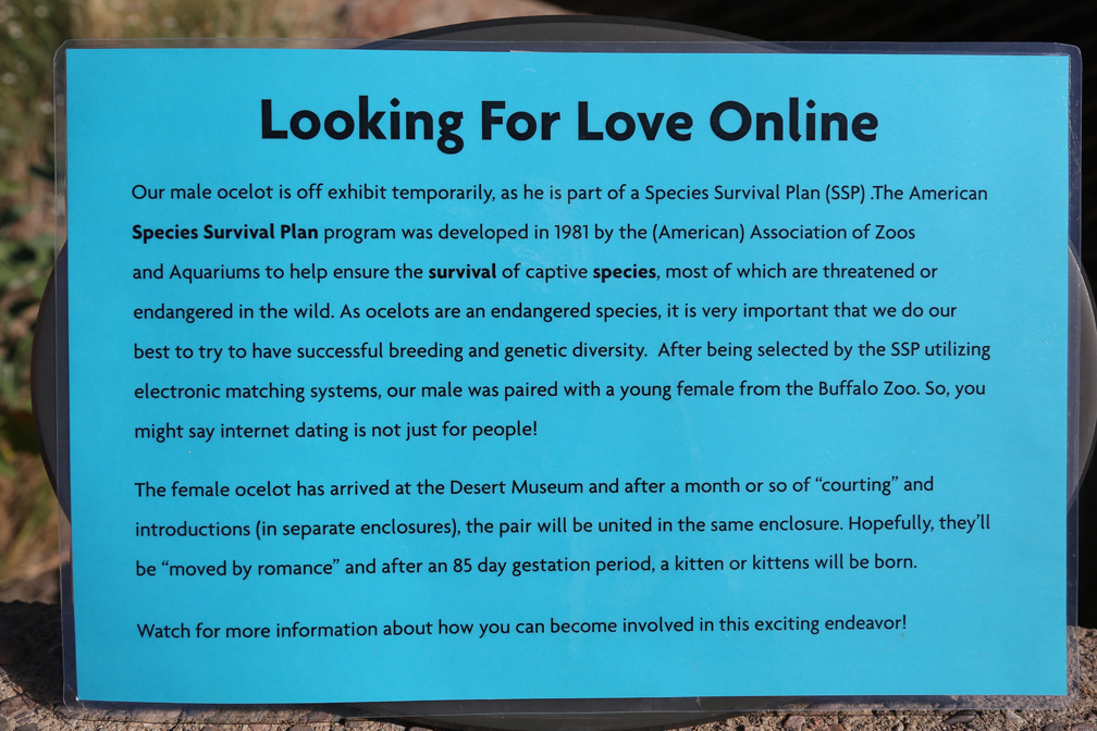 ocelot mating sign