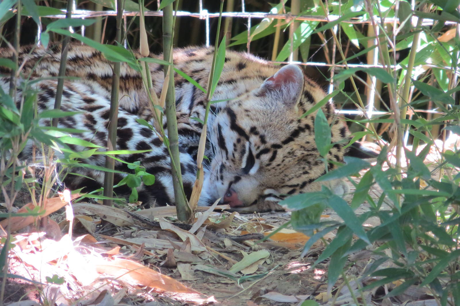 Ocelot May 2014