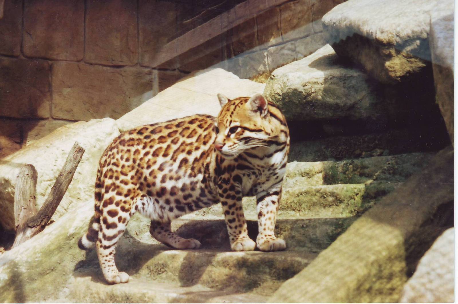Ocelot - (Old)