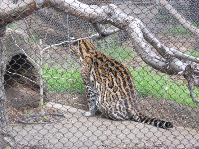 ocelot on Condor Ridge trail