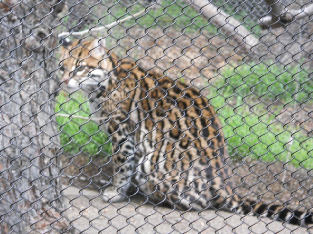 ocelot on Condor Ridge trail