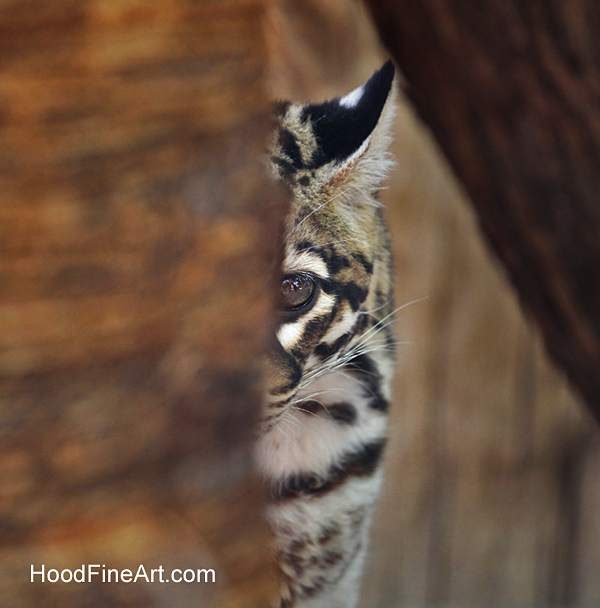 ocelot peek-a-boo