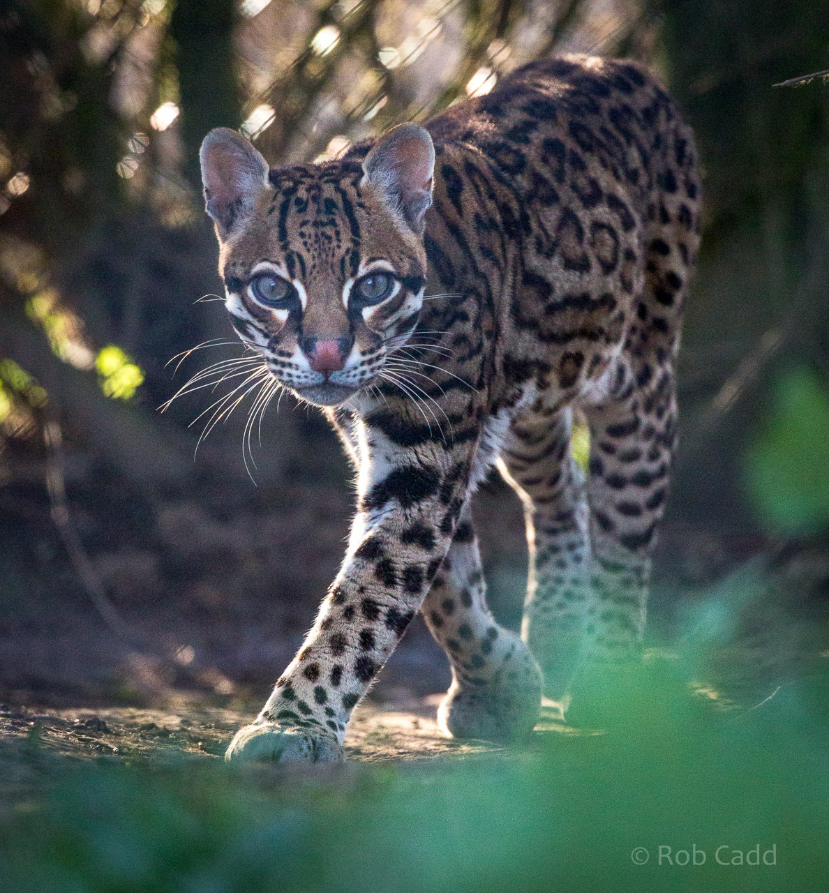 Ocelot : Port Lympne : 31 Mar 2015