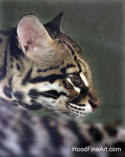 ocelot profile