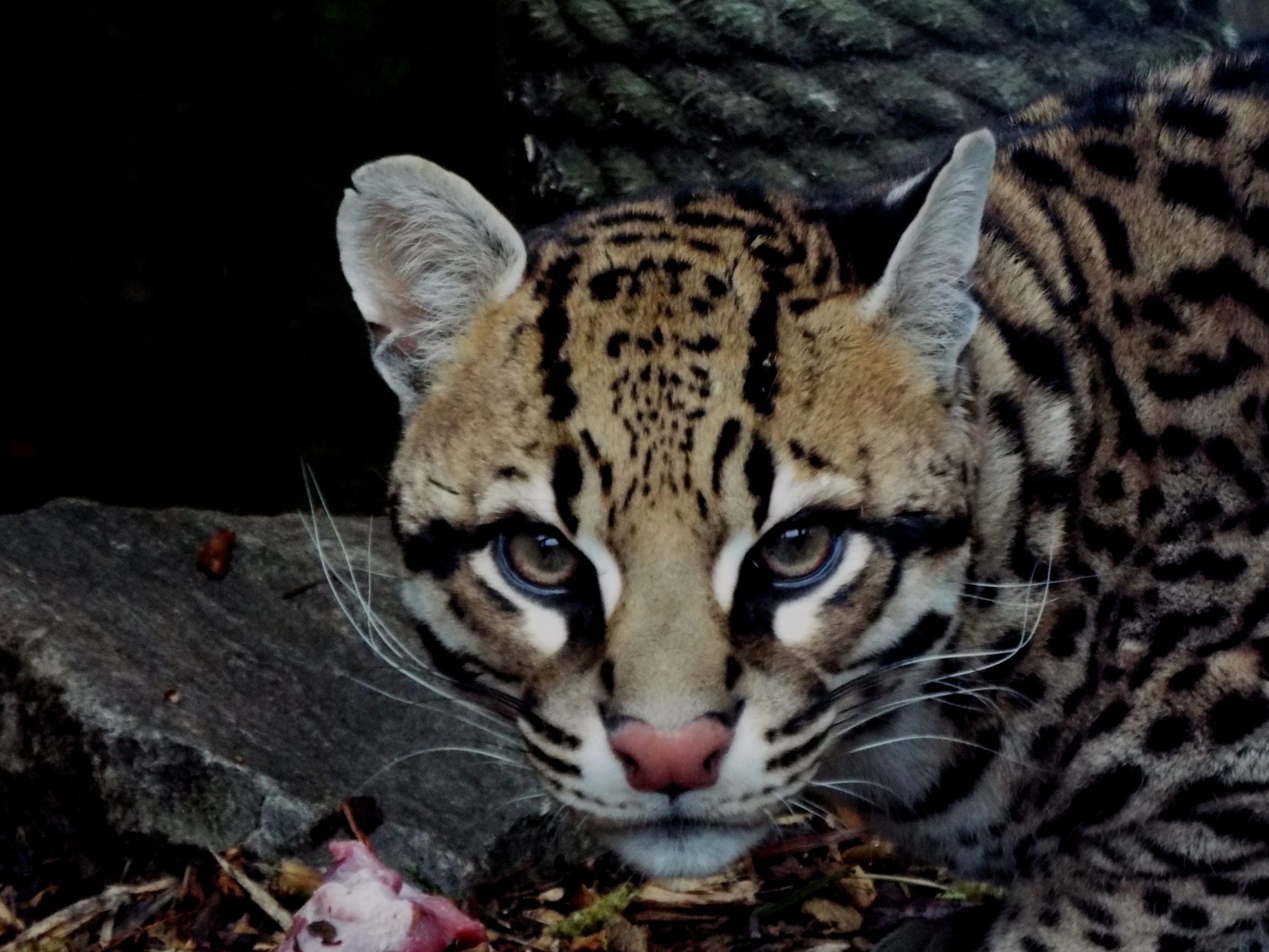 Ocelot PWP