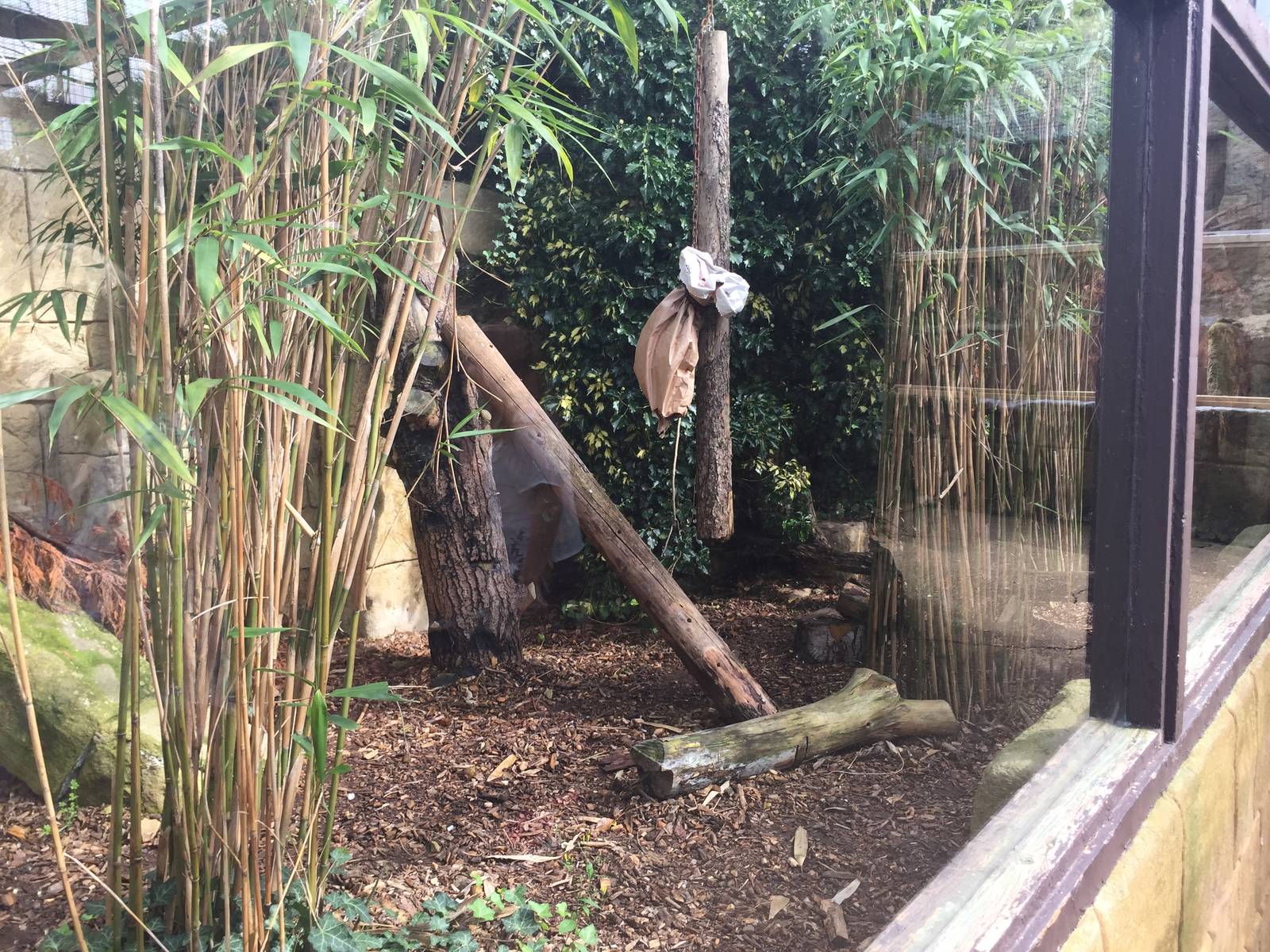 Ocelot right side - 30/08/15